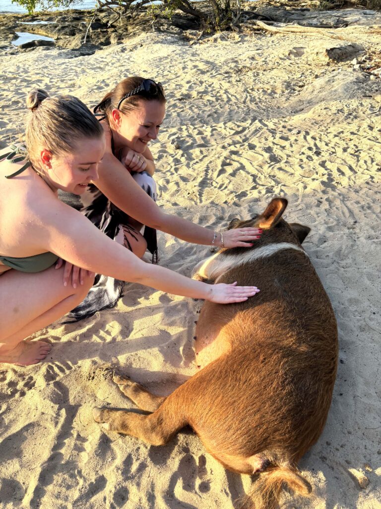 06 Schweine Athol Cay