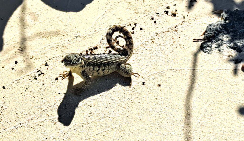 Eidechse mit Ringelschwaenzchen