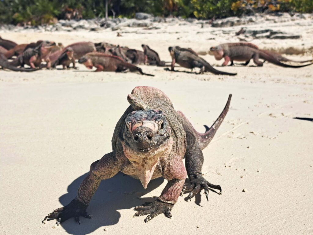 Felsenleguan Frontansicht