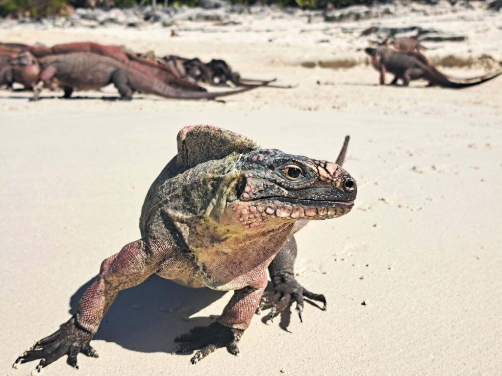 Felsenleguan Portraeit