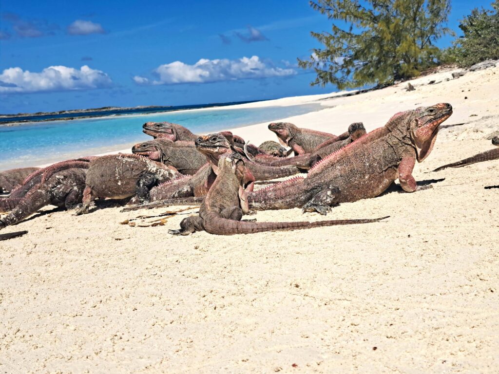 Felsenleguane auf Leaf Cay