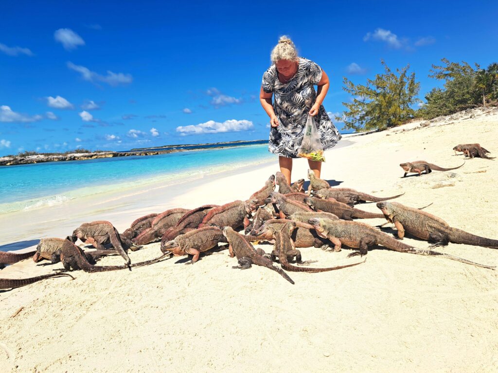 Fuetterung Iguanas