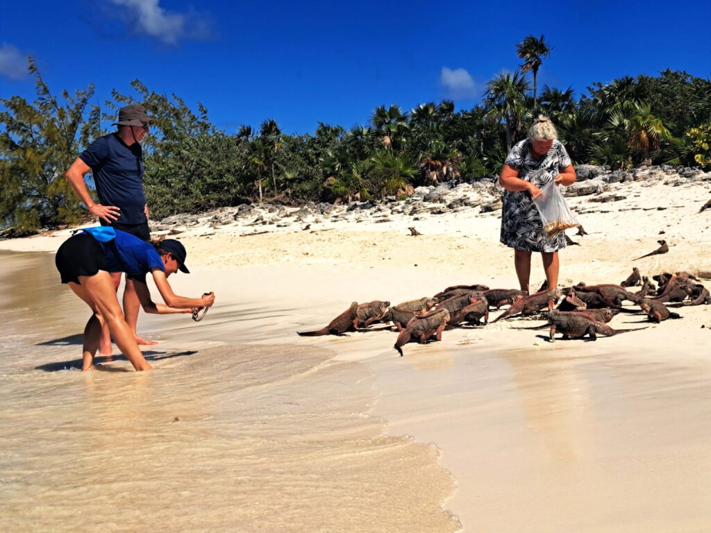 Fuetterung Pink Iguanas