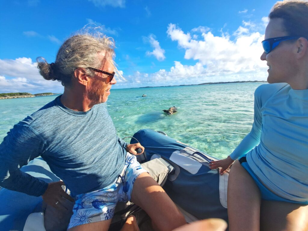 Schweine nehmen die Verfolgung auf