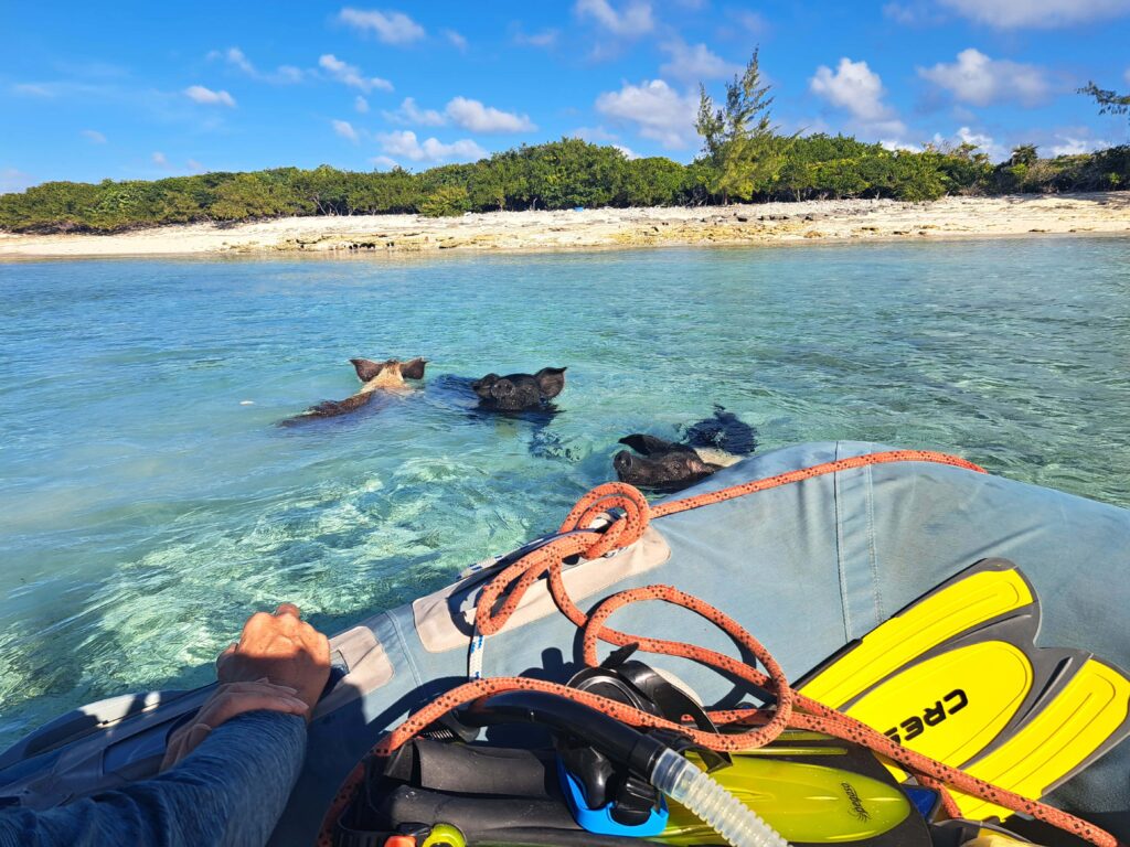 Schwimmschweine am Dinghy