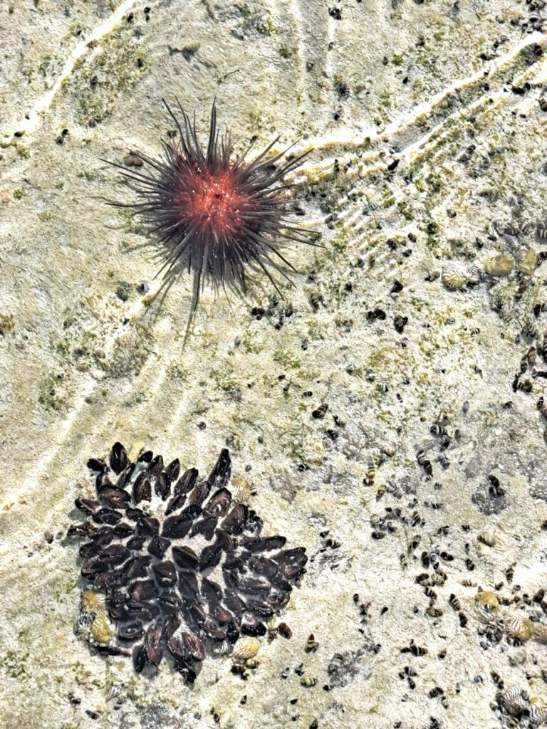 Seeigel und Miesmuscheln