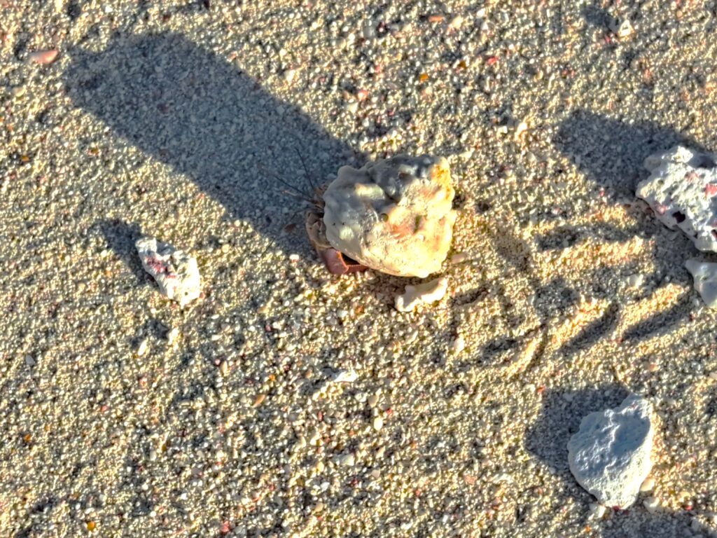 Spuren Einsiedlerkrebs