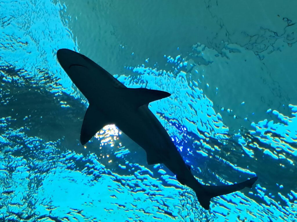 Haie sind elegante Schwimmer