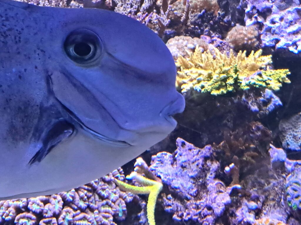 Das Quarium beinhaltet heimische Fische.