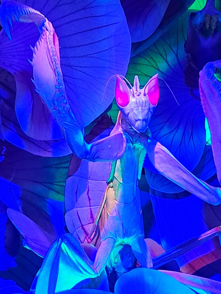 Gottesanbeterin in der Ausstellung Bugs - Käfer