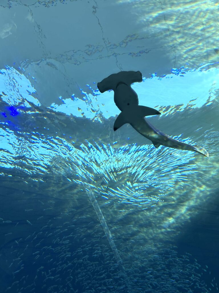 großer Hammerhai im Aquarium, aber auch direkt an unserem Ankerplatz vor der Dinner Key Marina gab es einen großen Hammerhai.