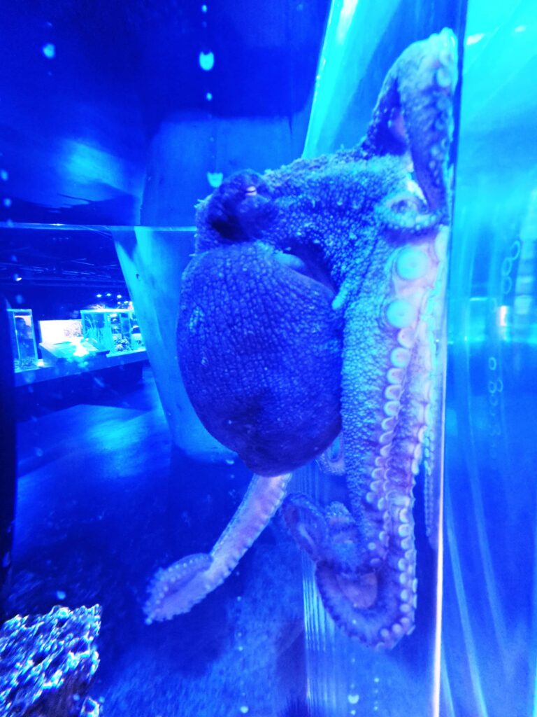 hier ein Octopus von beachtlicher Größe