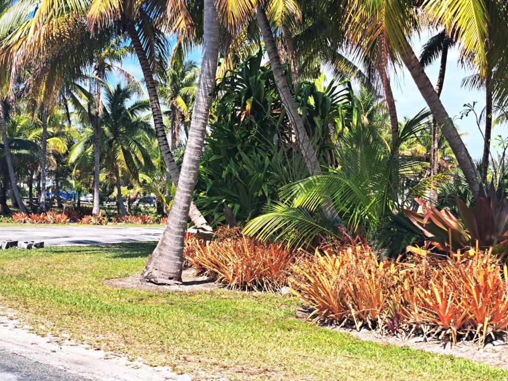 Überall auf Eluthera ist es vorbildlich sauber. Grünflächen und Gärten sind gepflegt.