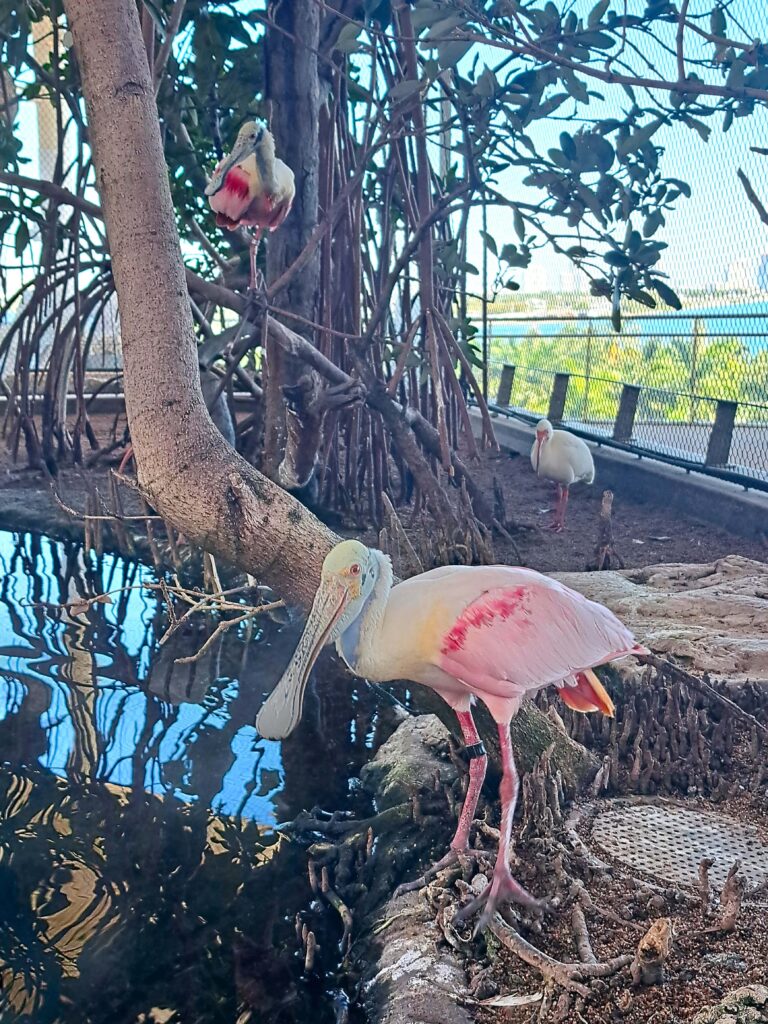 Diese Wasservögel leben in den Mangroven - Vorsicht bissig.