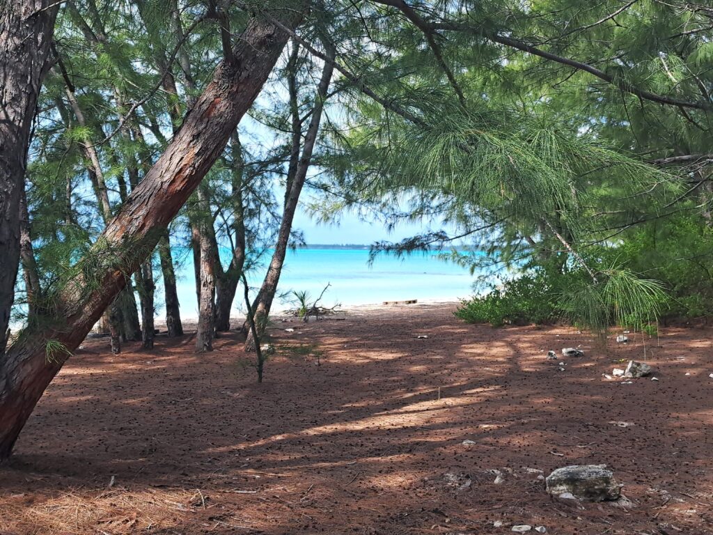 Wald Eleuthera