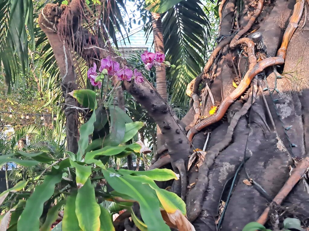 15 Key West Garten First Flight