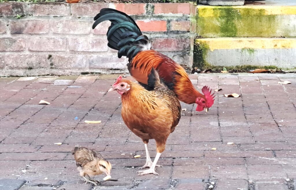 23 Key West Huehnerfamilie