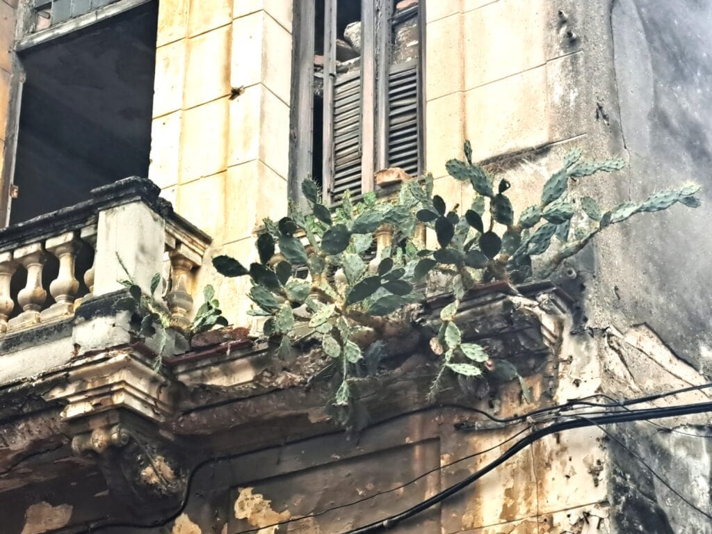 Pflanzen erobern die alten Fassaden.