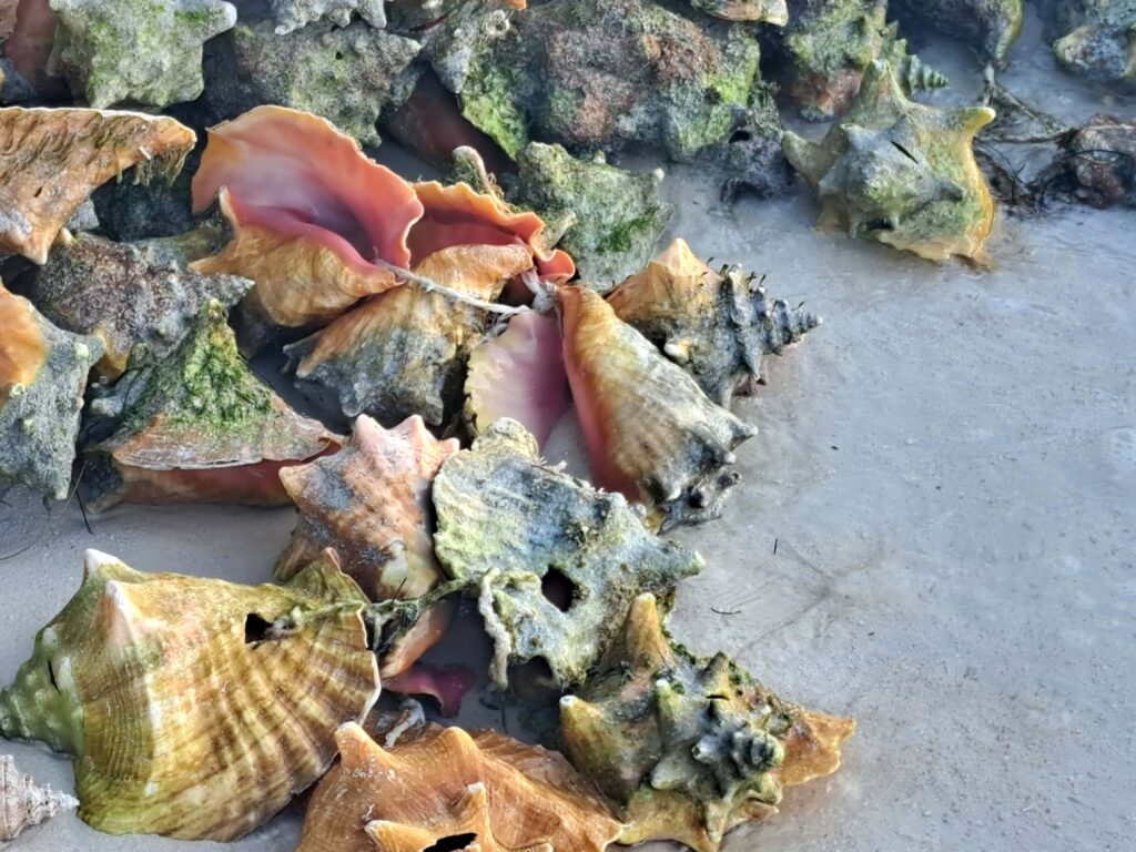 Conch
