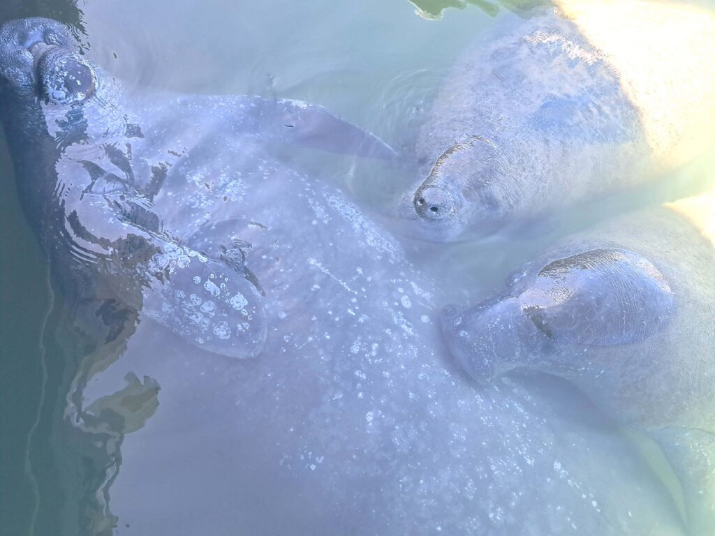 Gruppen Seekuehe warten auf Wasser