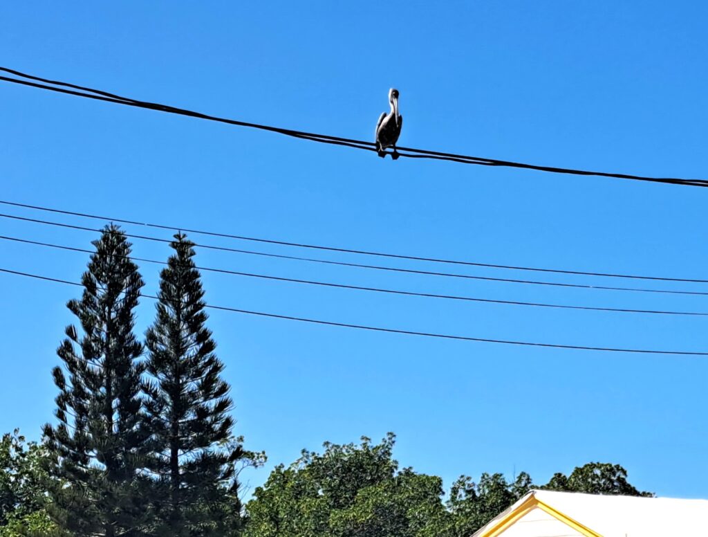 Pelikan auf Hochspannungsleitung