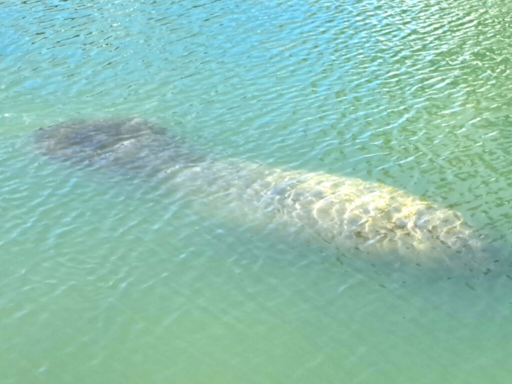 Seekuh in voller Laenge