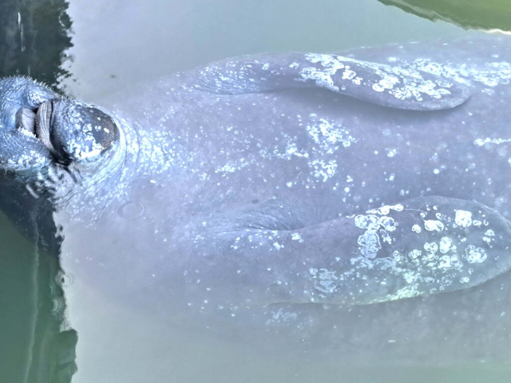 Seekuh trinkt auf Ruecken