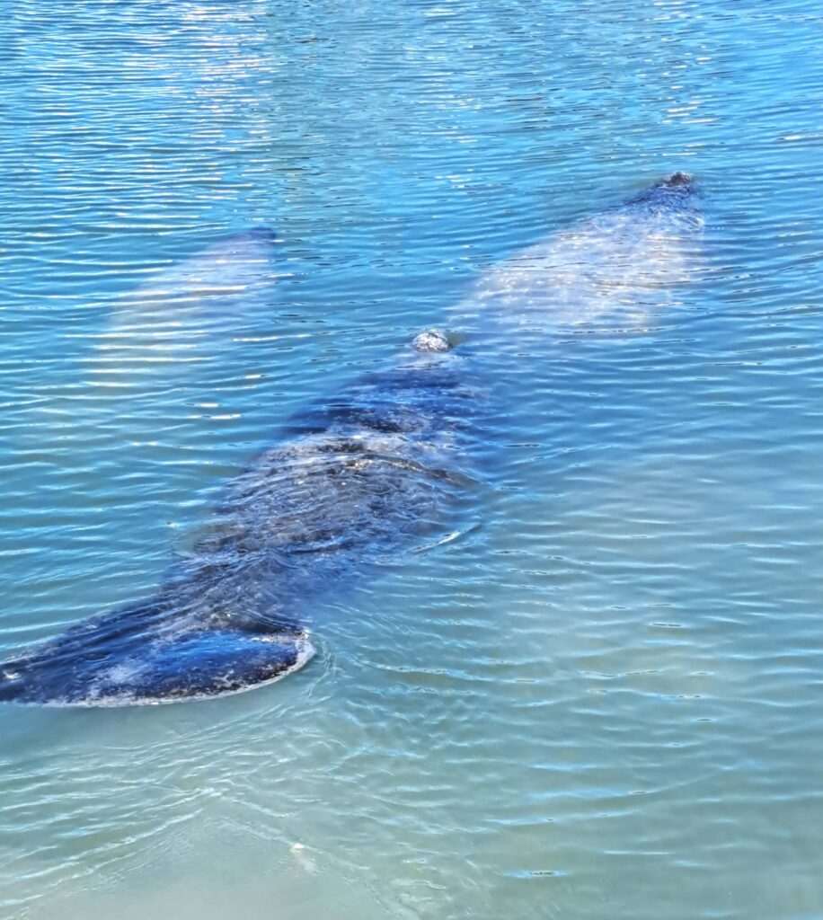 schwimmende Seekuehe